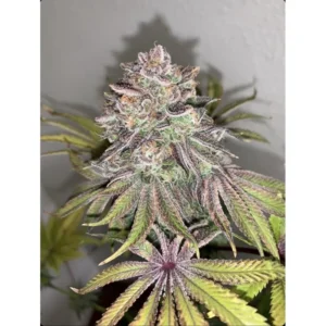 Purple City Genetics Limón Picón regulär
