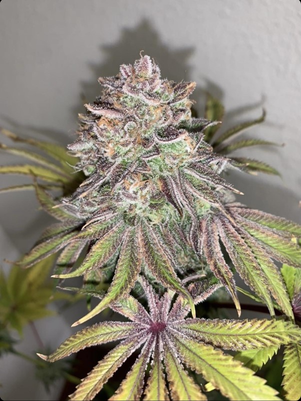 Purple City Genetics Limón Picón regulär