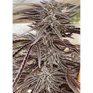 Purple City Genetics Lemon Caramel regulär