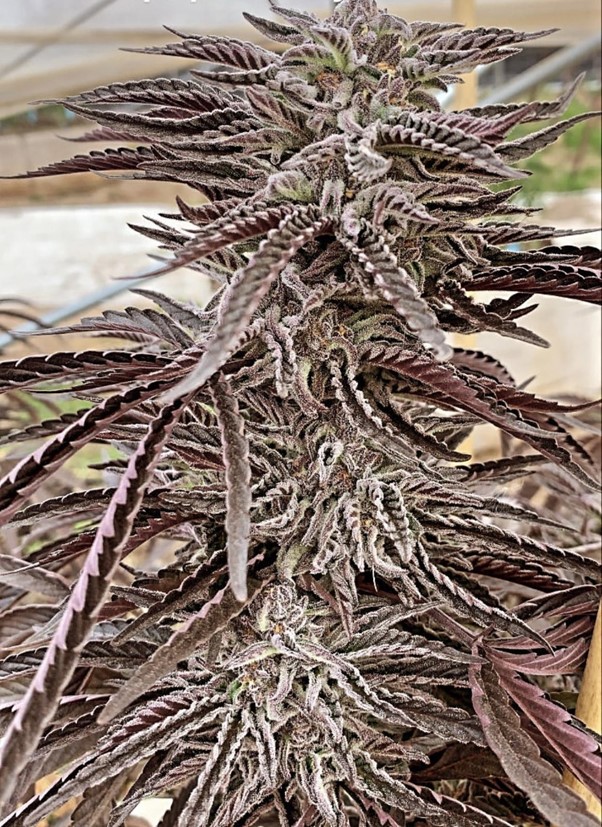 Purple City Genetics Lemon Caramel regulär