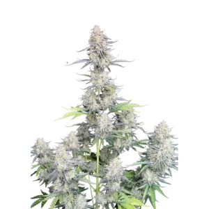 Fast Buds Afghan Kush Auto Hanfsamen