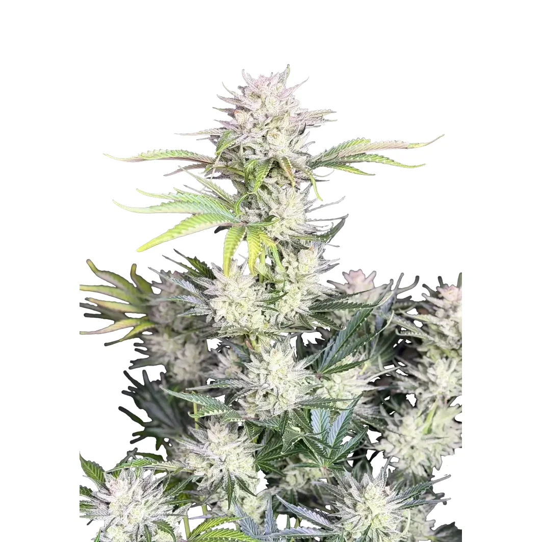 Fast Buds AK Auto Hanfsamen