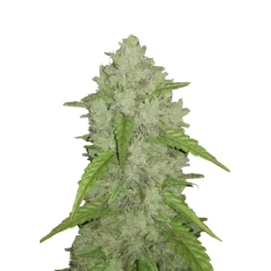 Fast Buds Amnesia Haze Auto Hanfsamen