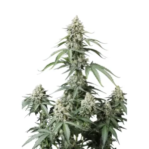 Fast Buds Banana Cherry Cookies Auto Hanfsamen