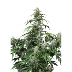 Fast Buds Banana Frost Auto Hanfsamen