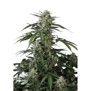 Fast Buds Banana Guava Auto Hanfsamen