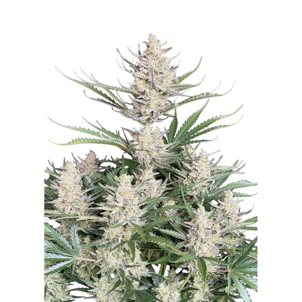 Fast Buds Big Bud Auto Hanfsamen