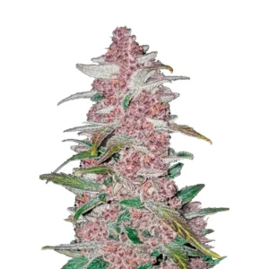 Fast Buds Blackberry Auto Hanfsamen