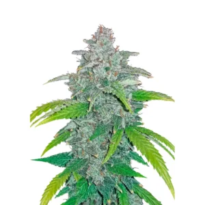 Fast Buds Blue Dream Auto Hanfsamen