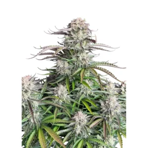 Fast Buds Blueberry Auto Hanfsamen