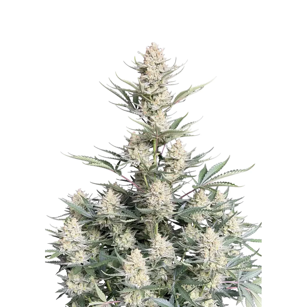 Fast Buds BubbleGum Auto Hanfsamen