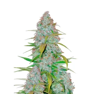 Fast Buds Californian Snow Auto Hanfsamen