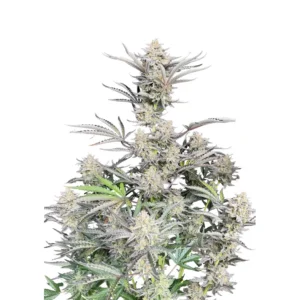 Fast Buds Cheese Auto Hanfsamen