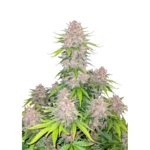 Fast Buds Cherry Cola Auto Hanfsamen