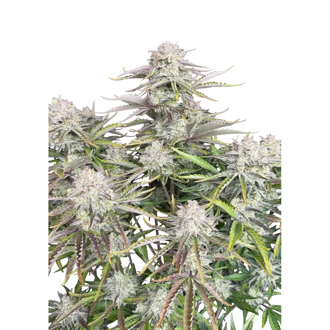 Fast Buds Cinderella Auto Hanfsamen