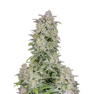 Fast Buds Forbidden Runtz Auto Hanfsamen