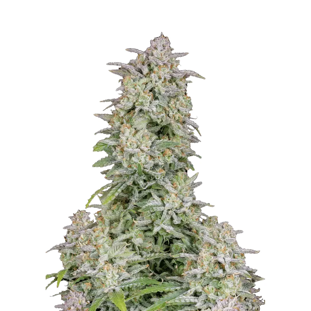 Fast Buds Forbidden Runtz Auto Hanfsamen