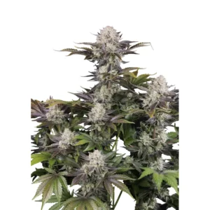 Fast Buds Frostbanger Auto Hanfsamen