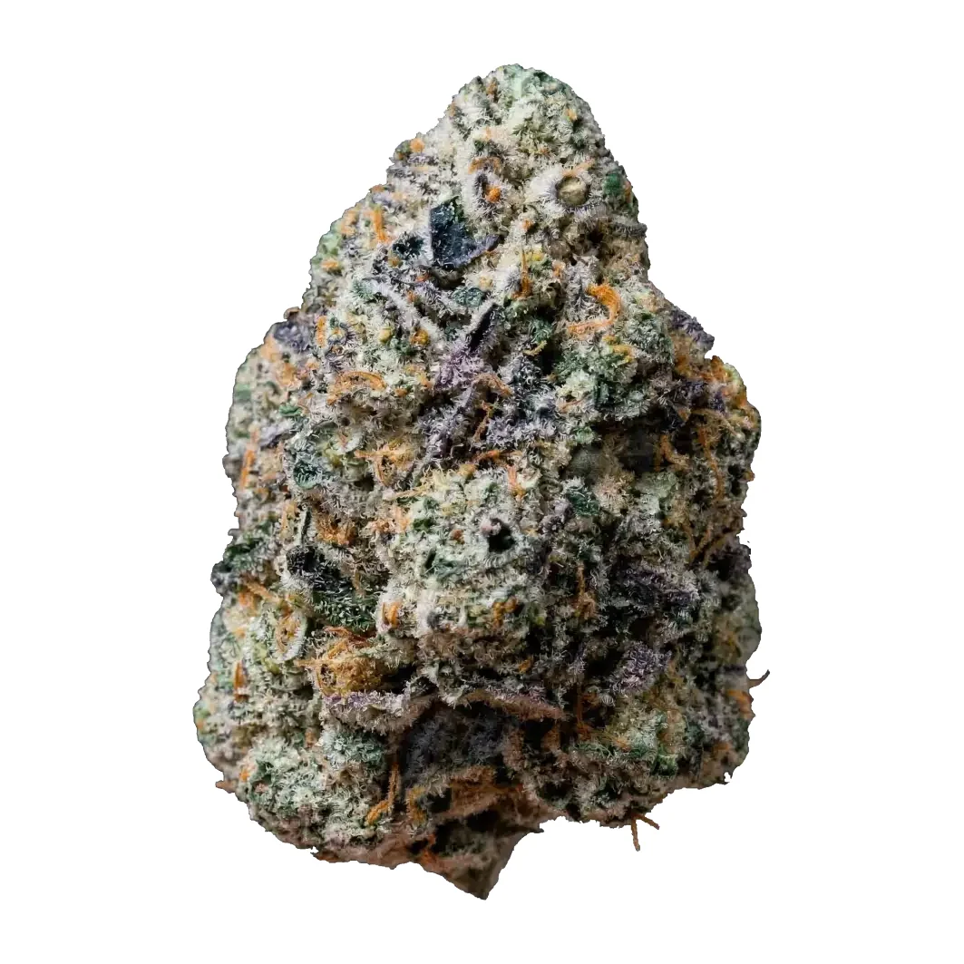 Fast Buds Gary Sherbet Hanfsamen