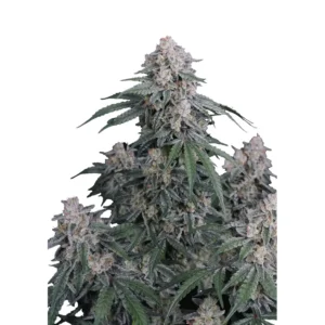 Fast Buds GMO Auto Hanfsamen