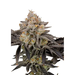 Fast Buds Gorilla Cookies FF Hanfsamen