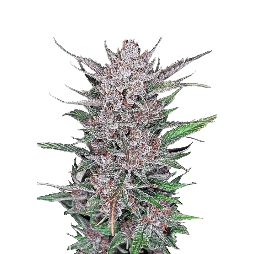Fast Buds Gorilla Punch Auto Hanfsamen