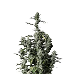 Fast Buds Gorilla Z Auto Hanfsamen