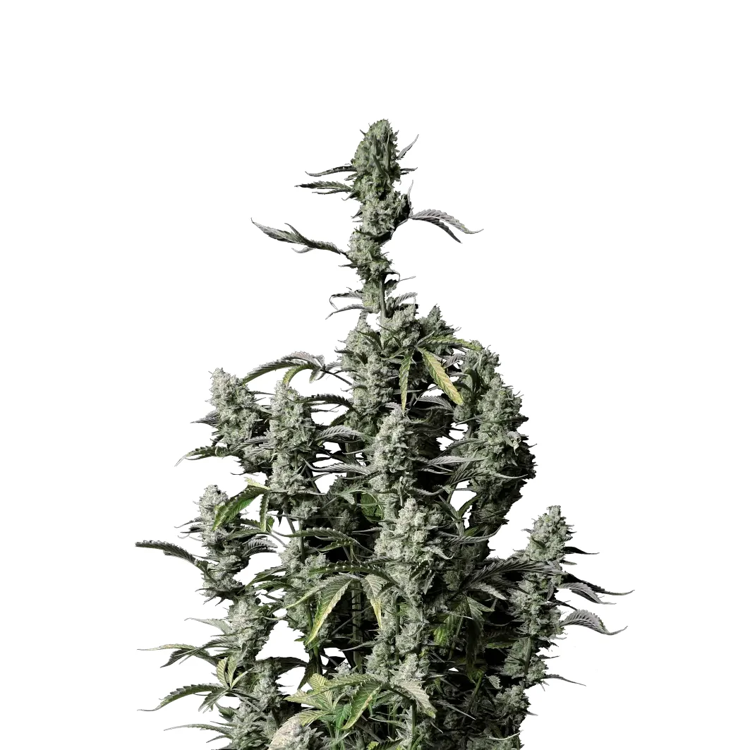 Fast Buds Gorilla Z Auto Hanfsamen
