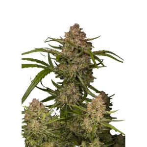 Fast Buds Guava Auto Hanfsamen