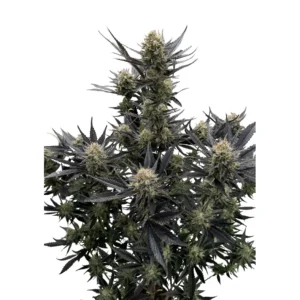 Fast Buds Guava Auto RF3 Hanfsamen