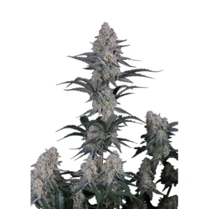Fast Buds Guava Sundae Auto Hanfsamen