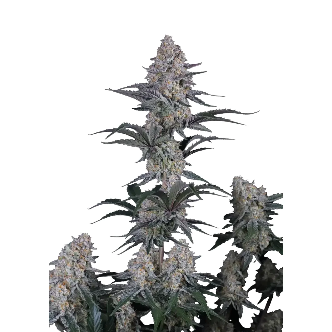Fast Buds Guava Sundae Auto Hanfsamen