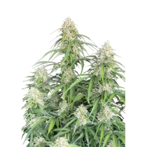 Fast Buds Jack Herer Auto Hanfsamen