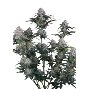 Fast Buds Lemon Cherry Sundae Auto Hanfsamen