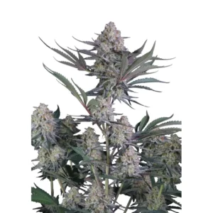 Fast Buds Lemon Tree Auto Hanfsamen