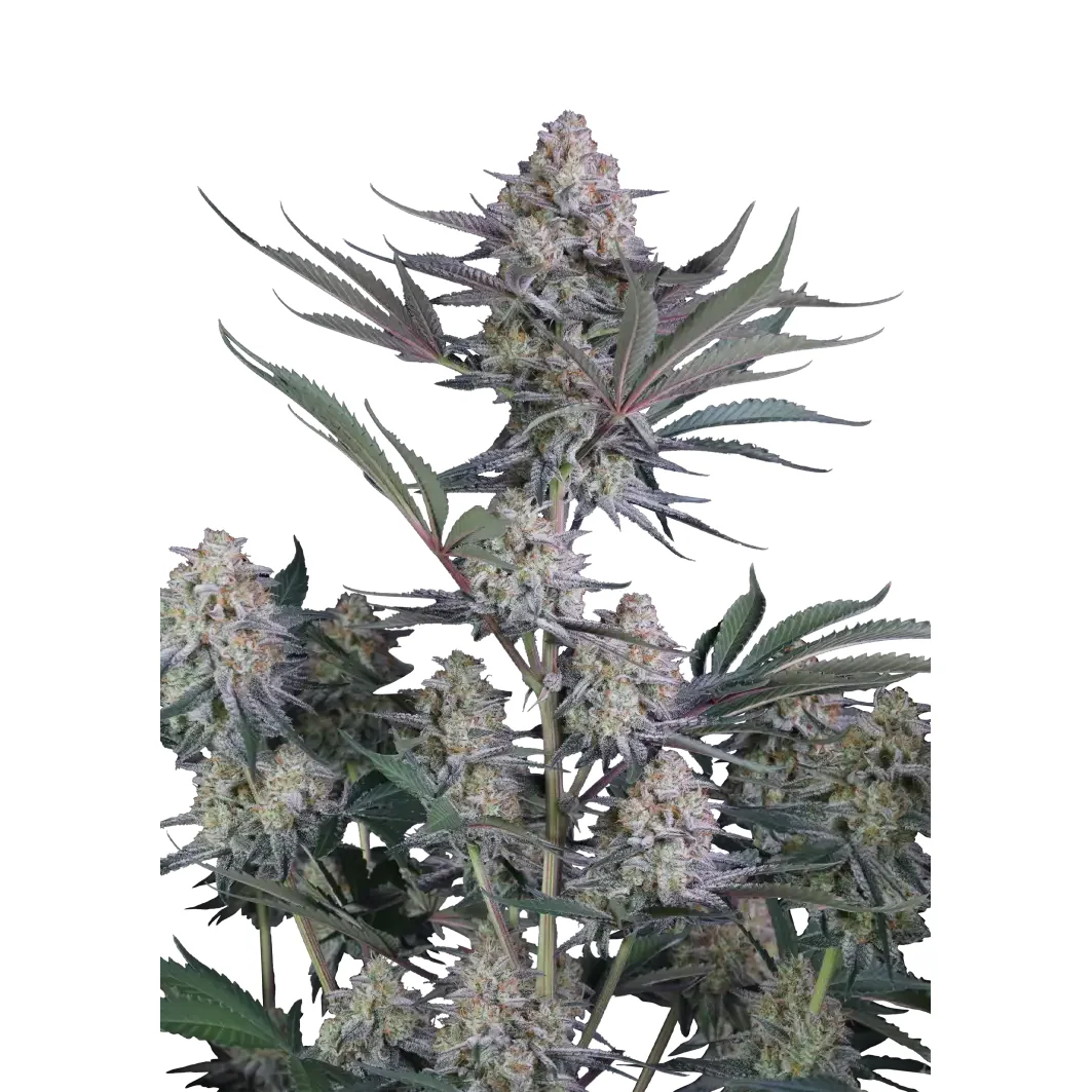 Fast Buds Lemon Tree Auto Hanfsamen