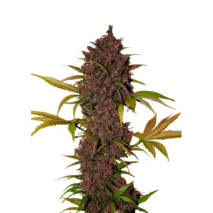 Fast Buds LSD-25 Auto Hanfsamen