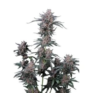 Fast Buds Mango Cherry Runtz Auto Hanfsamen