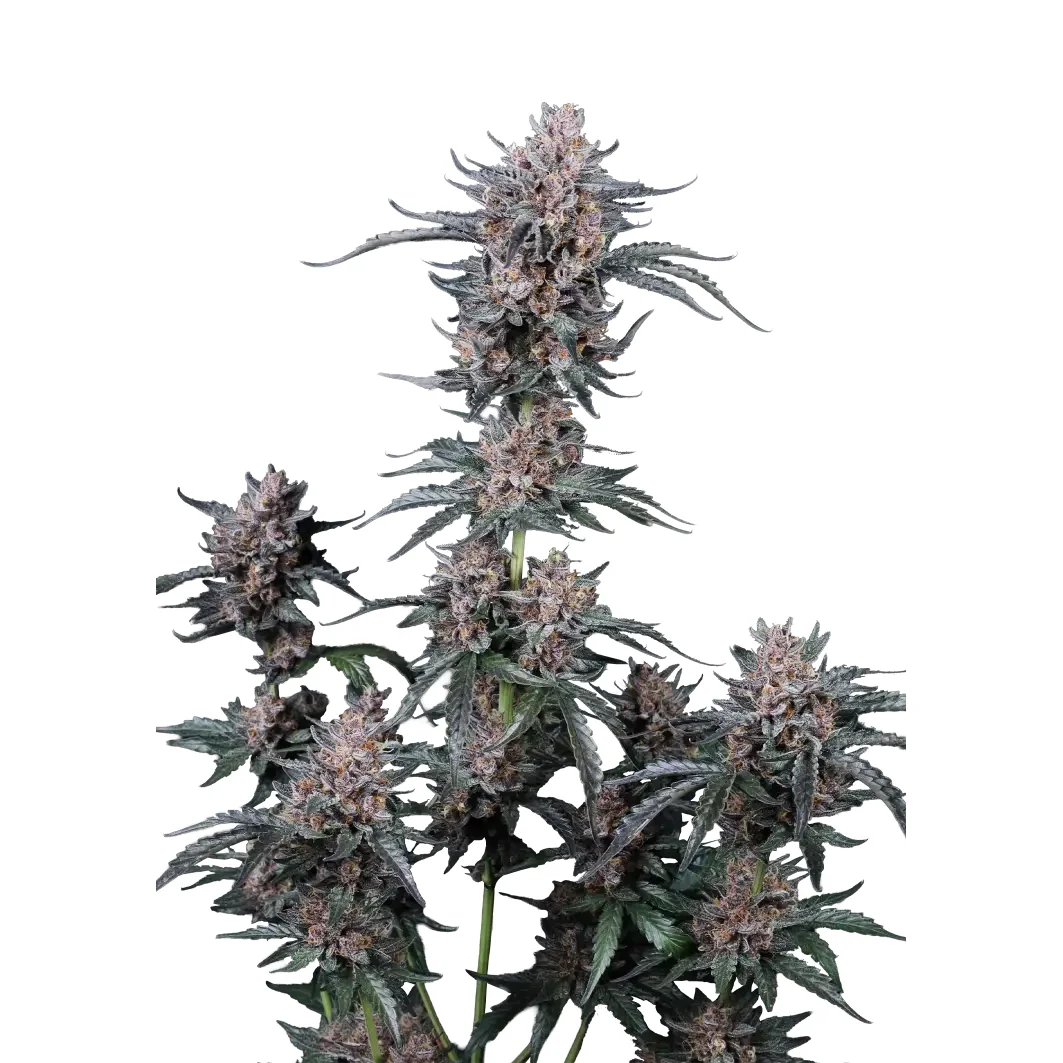 Fast Buds Mango Cherry Runtz Auto Hanfsamen