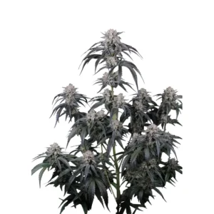 Fast Buds Mango Frost Auto Hanfsamen