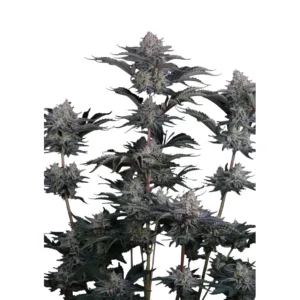 Fast Buds Mendo Frost Auto Hanfsamen