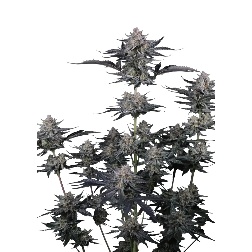 Fast Buds Mendo Guava Auto Hanfsamen