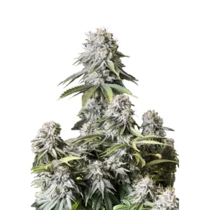 Fast Buds Orange Sherbet FF Hanfsamen
