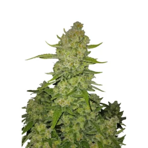Fast Buds Papaya Cookies Auto Hanfsamen
