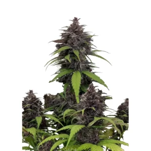 Fast Buds Purple Haze Auto Hanfsamen