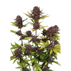 Fast Buds Purple Lemonade Auto RF3 Hanfsamen