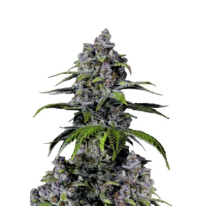 Fast Buds Purple Lemonade FF Hanfsamen