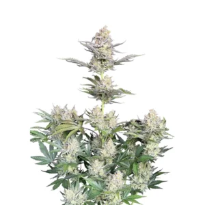 Fast Buds Skunk Auto Hanfsamen
