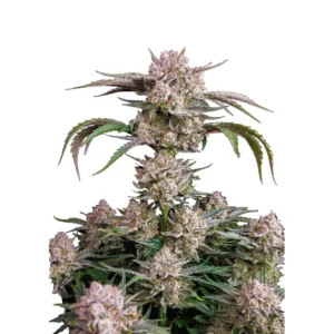 Fast Buds Strawberry Gorilla Auto Hanfsamen