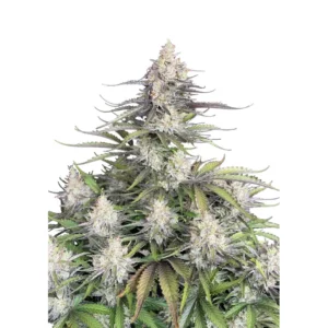 Fast Buds Trainwreck Auto Hanfsamen